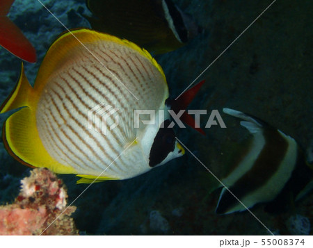 クラカケチョウチョウウオ 烏頂蝴蝶魚 Philippine butterflyfish 1匹 クラカケチョウチョウウオ 烏頂蝴蝶魚 Philippine butterflyfish 1匹 55008374