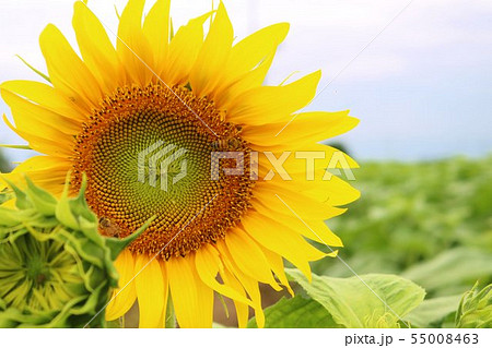 ひまわり　夏　元気　杤木 55008463