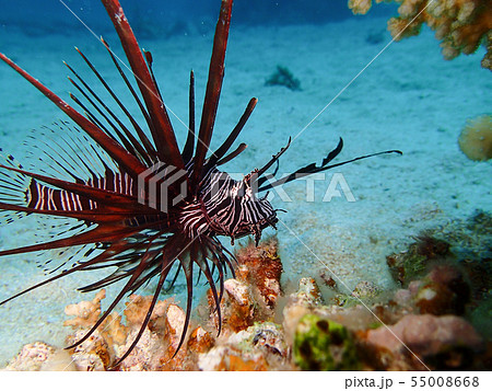 ハナミノカサゴの幼魚　Red lionfish  Lionfish 花蓑笠子 華蓑笠子　１匹 55008668