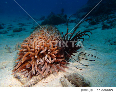 バイカナマコとハナミノカサゴ Red lionfish Lionfish 花蓑笠子 華蓑笠子 バイカナマコとハナミノカサゴ Red lionfish Lionfish 花蓑笠子 華蓑笠子 55008669
