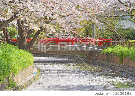 見沼田圃:氷川女体橋 氷川女体神社 見沼田圃:氷川女体橋 氷川女体神社 55009198