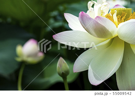 蓮 風景 セミウォン 55009542