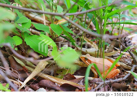 アカガエル 55010522