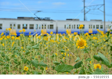 ひまわり畑とえちぜん鉄道 55010555