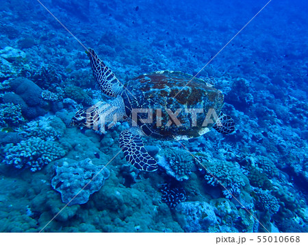 Hawksbill sea turtle　Hawksbill turtle　玳瑁　瑇瑁 55010668