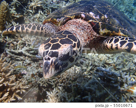 タイマイ　Hawksbill sea turtle　Hawksbill turtle　玳瑁　瑇瑁 55010671