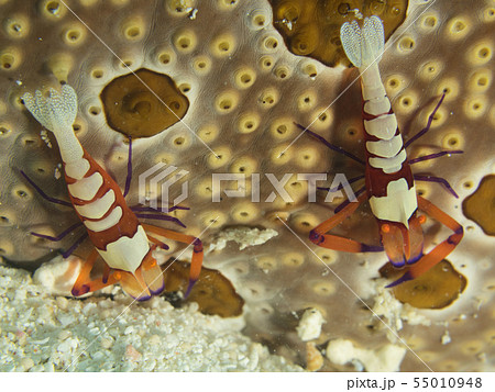ウミウシカクレエビのペア　Periclimenes imperator　２匹　 55010948