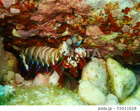 モンハナシャコ　Peacock mantis shrimp　紋花蝦蛄　Odontodactylus  55011028