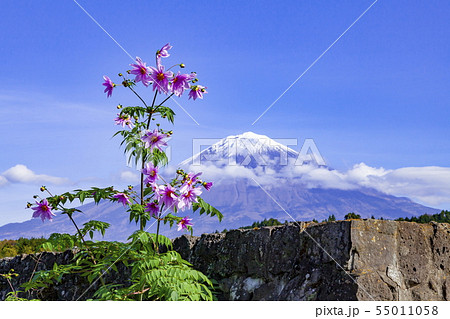 富士山とダリア、静岡県富士宮市柚野にて 55011058