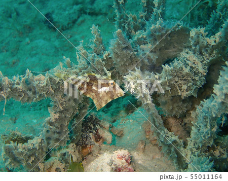 フチドリカワハギ　Acreichthys tomentosus　１匹 55011164