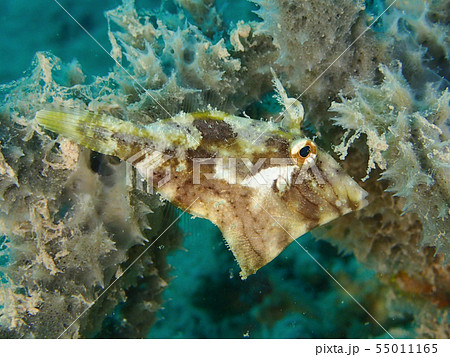 フチドリカワハギ　Acreichthys tomentosus　１匹 55011165