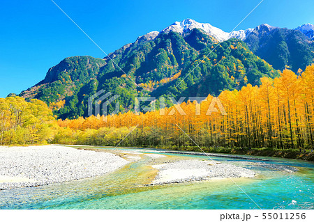 秋の上高地・梓川と唐松の並木 55011256