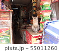 ネパール、店先のネコ 55011260