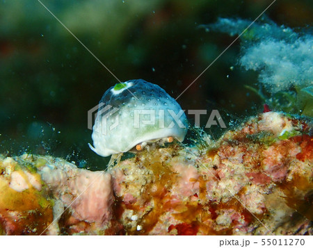 オガサワラカイカムリ　ユキンコボウシガニ　１匹　チャツボボヤ　帽子 55011270