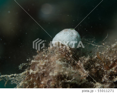 オガサワラカイカムリ　ユキンコボウシガニ　１匹　チャツボボヤ　帽子 55011271