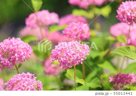 ピンクアナベルの花の写真素材