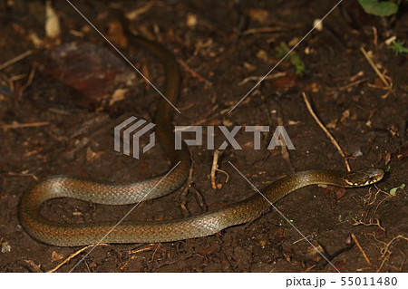 生き物 爬虫類 ヒバカリ 茶褐色の艶やかな肌を持つ美しいヘビ 大きさは五十 六十センチほどの写真素材