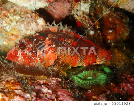 グアムカサゴ 赤 危険 危ない 毒 グアムカサゴ 赤 危険 危ない 毒 55011923