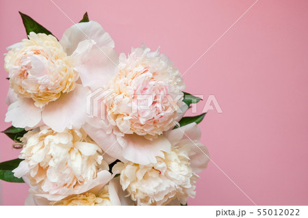 Beautiful white peony bouquet close-up on pink 55012022