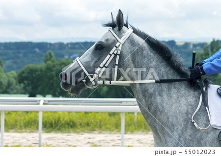 Portrait of a arabian horse. 55012023
