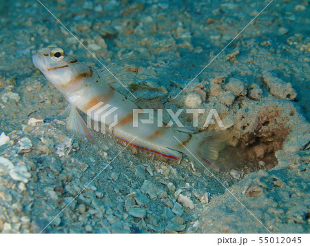 婚姻色を出すハチマキダテハゼ　鉢巻　興奮色 55012045