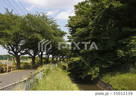 見沼代用水西縁(さいたま市宮本付近) 見沼代用水西縁(さいたま市宮本付近) 55012139