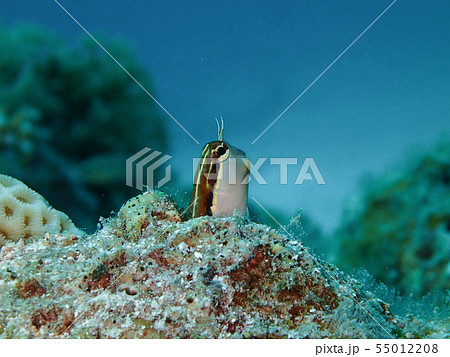 穴から顔を出すヒトスジギンポ 穴から顔を出すヒトスジギンポ 55012208