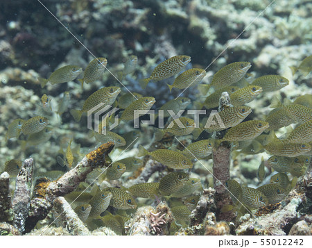 アイゴの幼魚 スク 子ども 赤ちゃん 群れ スクガラス アミアイゴ 塩漬け 塩辛 塩漬 アイゴの幼魚 スク 子ども 赤ちゃん 群れ スクガラス アミアイゴ 塩漬け 塩辛 塩漬 55012242
