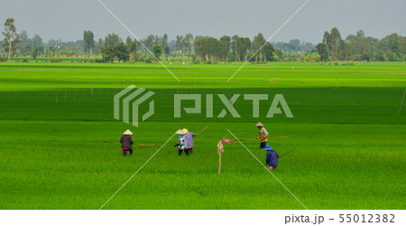 Rice field in Mekong Delta, Southern Vietnam 55012382