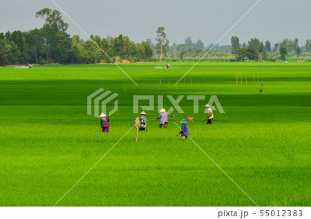 Rice field in Mekong Delta, Southern Vietnam Rice field in Mekong Delta, Southern Vietnam 55012383