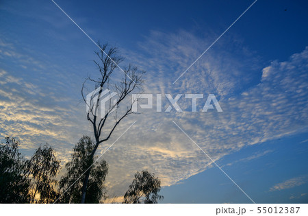 Lonely tree under blue sky at summer day 55012387