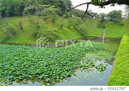 北の丸公園・九段下付近のお堀、牛ヶ淵の蓮 北の丸公園・九段下付近のお堀、牛ヶ淵の蓮 55012767