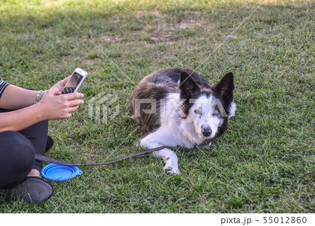 A cute dog playing on grass A cute dog playing on grass 55012860