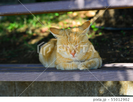 A pretty cat relaxing on road 55012902