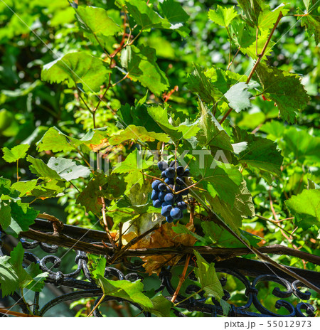 Grapes on the vine Grapes on the vine 55012973