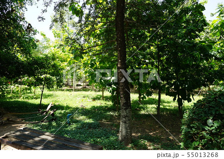 Killing Fields - Phnom Penh (Cambodia) 55013268