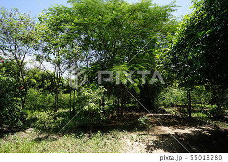 Killing Fields - Phnom Penh (Cambodia) Killing Fields - Phnom Penh (Cambodia) 55013280