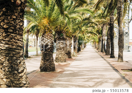 Palm trees on street in Barcelona, Spain 55013578