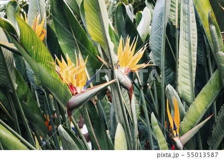Bird of paradise flower Bird of paradise flower 55013587