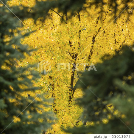 Tree with yellow leaves 55013672