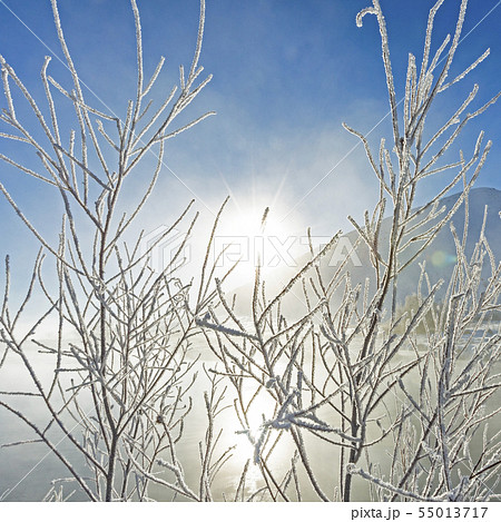 Frost on branches 55013717