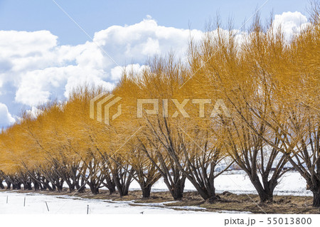 Autumn trees in snow in Bellevue, Idaho, USA Autumn trees in snow in Bellevue, Idaho, USA 55013800
