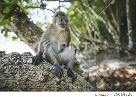 Macaque sitting on rock 55014226