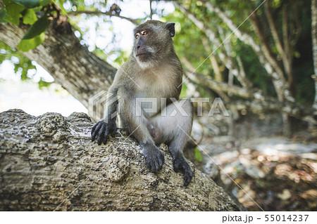 Macaque sitting on rock 55014237