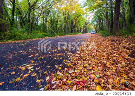大山 紅葉 道路 大山 紅葉 道路 55014318
