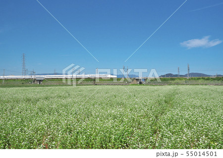 秋ソバ畑の新幹線 55014501