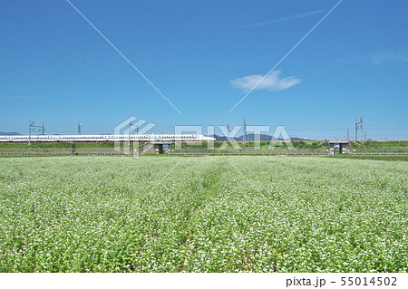 秋ソバ畑の新幹線 55014502