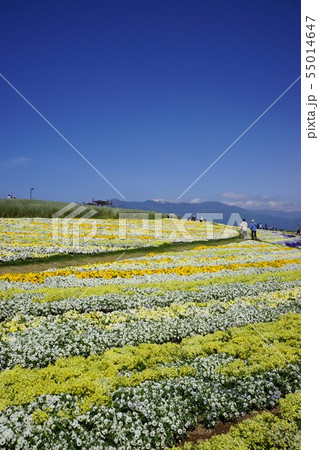 信州花フェスタ2019 55014647