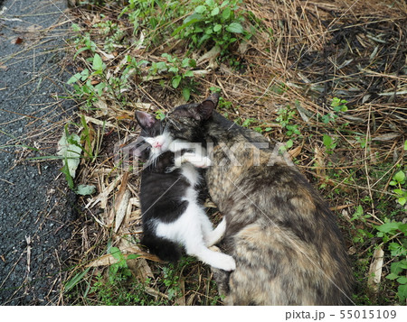 野良猫・親子 野良猫・親子 55015109