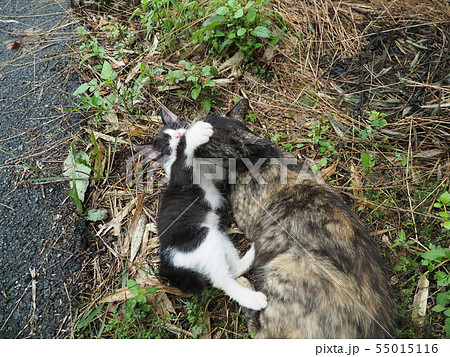 野良猫・親子 55015116